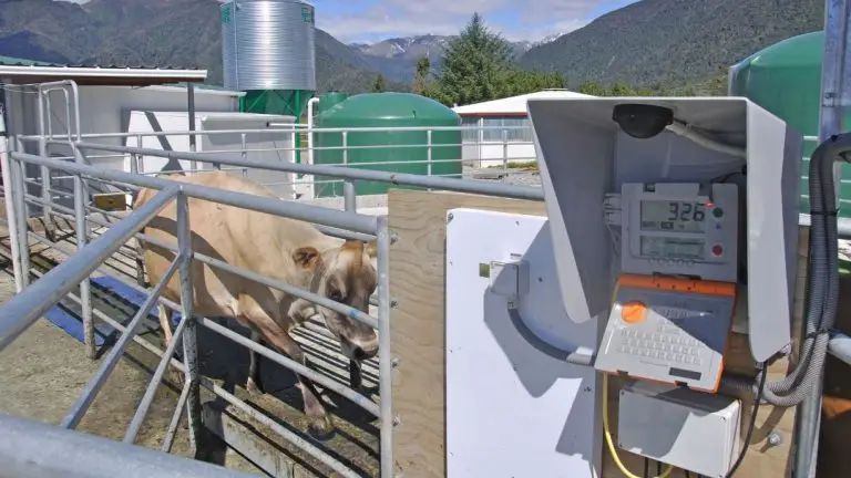 Reliable Livestock Scales for Your Farm
